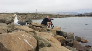 Seagull at Morro Bay