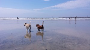 Dogs at Ocean Beach