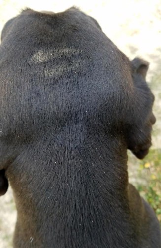 ClaraHeadSmoochcropped