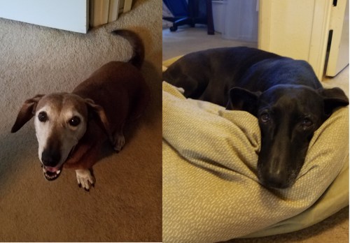 02A Hildy and Clara cropped